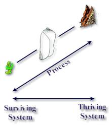 facilitator, facilitation, facilitating, learning, chaos, chaordic